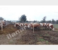 70 ADET BÜYÜKBAŞ HAYVANIYLA BİRLİKTE SATILIK ÇİFTL... 70 ADET BÜYÜKBAŞ HAYVANIYLA BİRLİKTE SATILIK ÇİFTL...