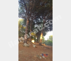 EvRE Emlaktan Ayvalık Bağyüzü'nde Yola Cephe S... EvRE Emlaktan Ayvalık Bağyüzü'nde Yola Cephe S...
