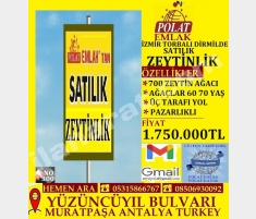 İZMİR TORBALI DİRMİLDE SATILIK 12000 M2 ZEYTİNLİK ... İZMİR TORBALI DİRMİLDE SATILIK 12000 M2 ZEYTİNLİK ...