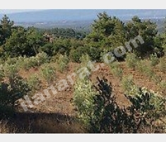 SAHİBİNDEN 15 DÖNÜM SATILIK ZEYTİNLİK SAHİBİNDEN 15 DÖNÜM SATILIK ZEYTİNLİK